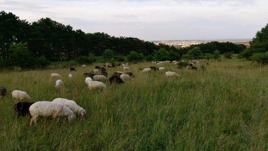 Perchtoldsdorfer Heide